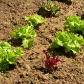 Préparez vos plantons de laitue