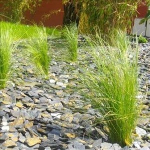 Plantes résistantes qui consomment peu d'eau