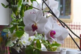 Orchidée Papillon