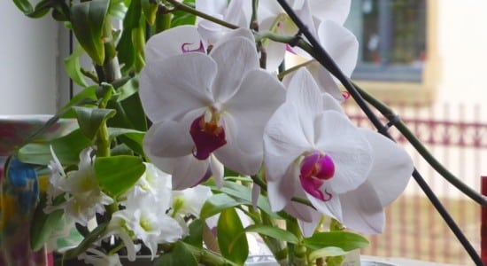Orchidée Papillon