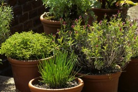 jardinage-en-pot