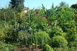 plantes vivaces