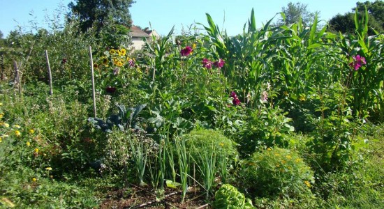 plantes vivaces