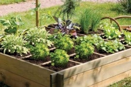 potager-bio-terrasse