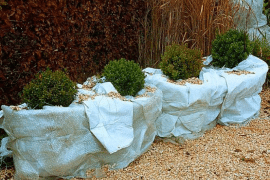 protection-plante-froid