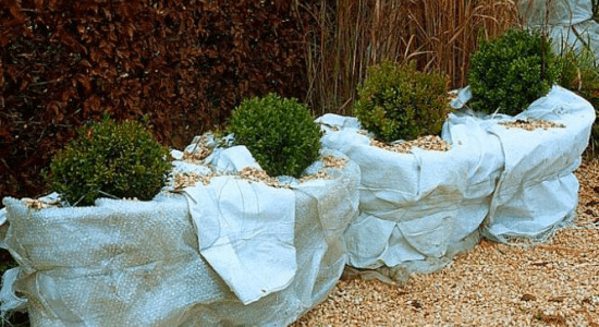 protection-plante-froid