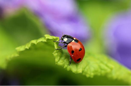 Coccinelles, papillons, etc. : quelles plantes pour les attirer dans son jardin ?