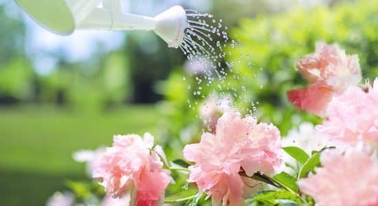 Jardinier qui arrose ses fleurs avec un arrosoir