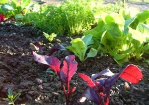 Bio jardinage : travailler et préparer le sol