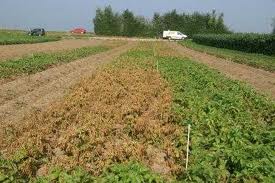 Les engrais verts : solution écologique pour fertiliser le sol
