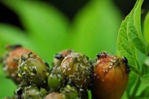 La primauté de la vie sauvage dans un jardin biologique