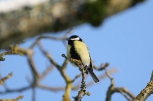 La primauté de la vie sauvage dans un jardin biologique