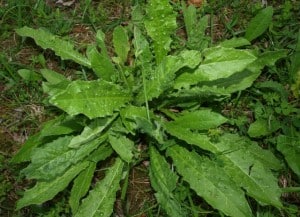 mauvaises herbes