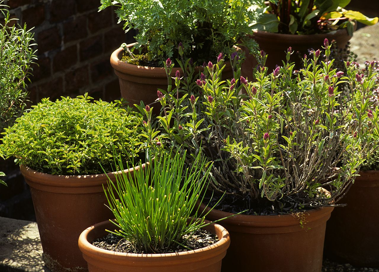 jardinage-en-pot