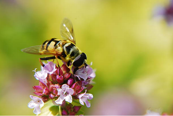 fleur-abeille
