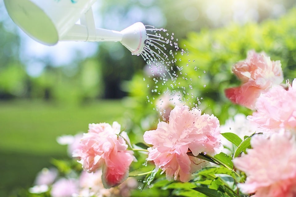 Jardinier qui arrose ses fleurs avec un arrosoir