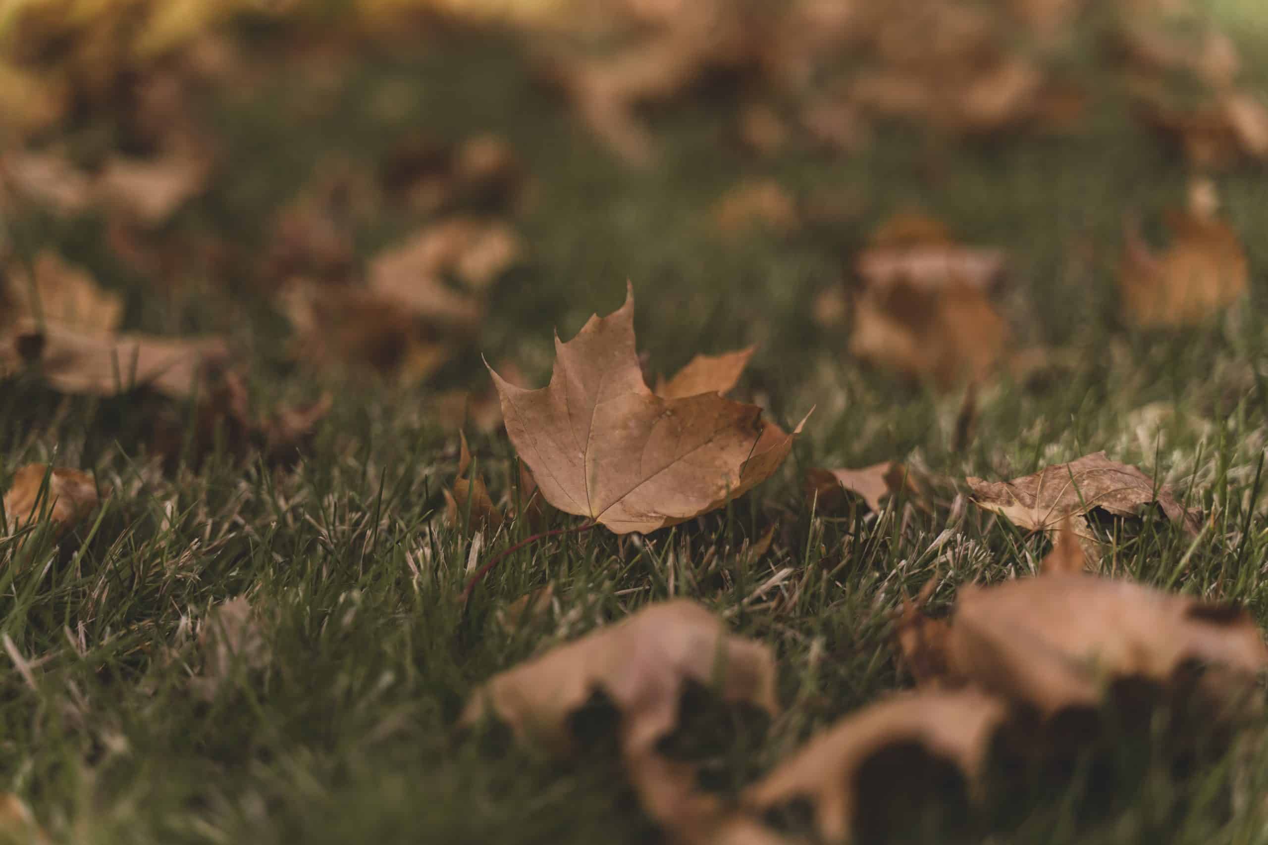 Où trouver du matériel efficace contre les feuilles mortes au jardin ?