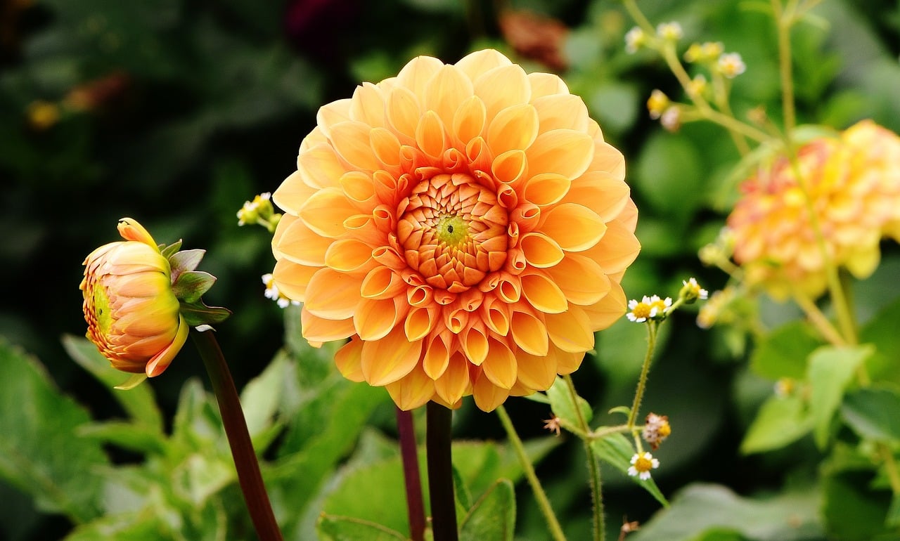 dahlias-1642464_1280