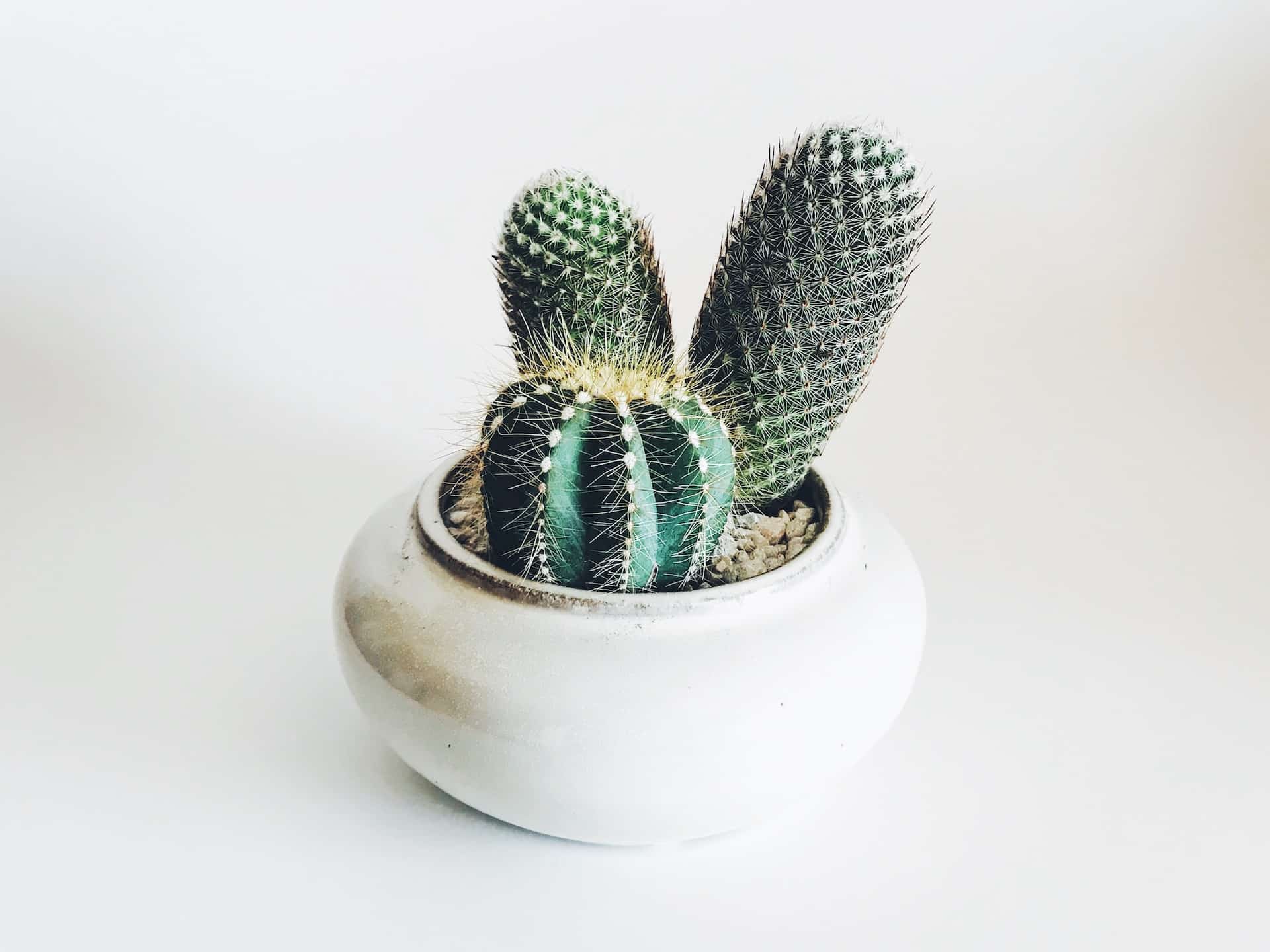 Comment faire un jardin de cactus d'extérieur par étapes ?