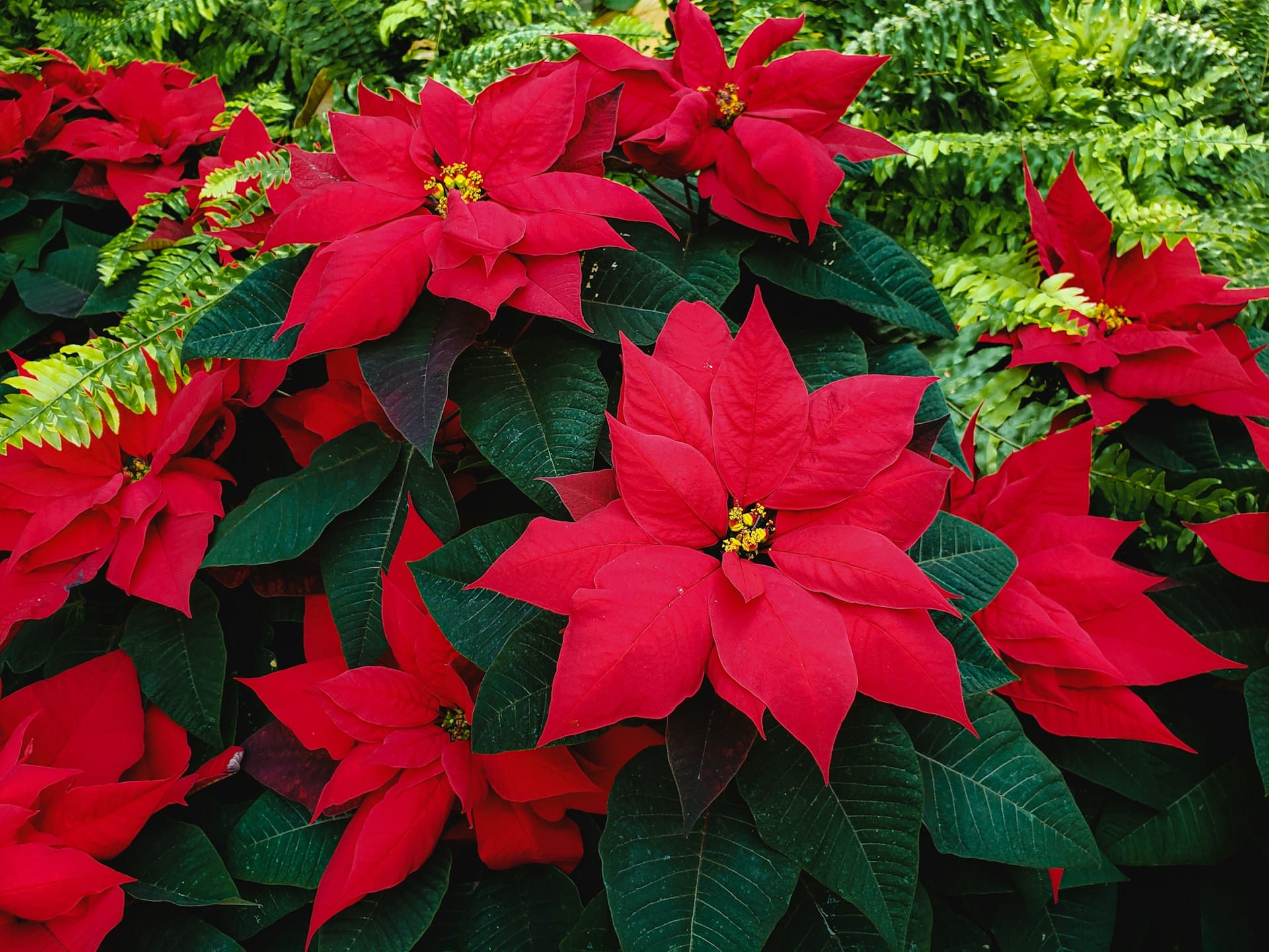 Comment entretenir un poinsettia ?