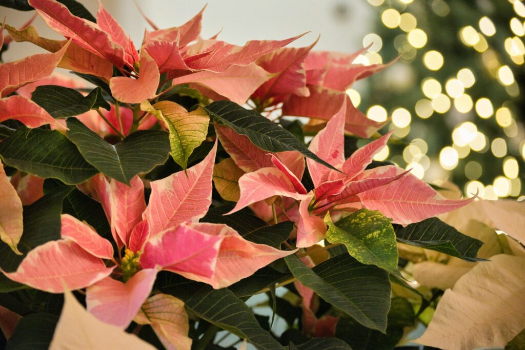 Comment entretenir un poinsettia ?